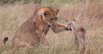Lioness Adopts antelope calf, after killing its mother