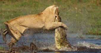 Lioness battles crocodile for its cubs