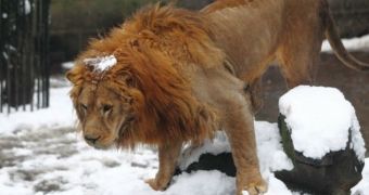Lions Are Hit with Snowballs at China Zoo – Photos