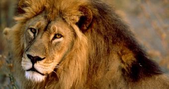 Researchers warn that lions are in danger of going extinct in West Africa