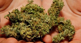Liquid Marijuana Could Treat Severe Epilepsy, Study Finds