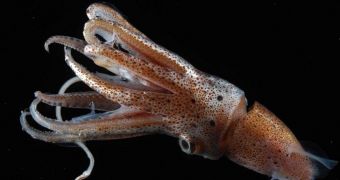 First-of-its-kind footage of a monster squid in its natural habitat will be aired in January 2013