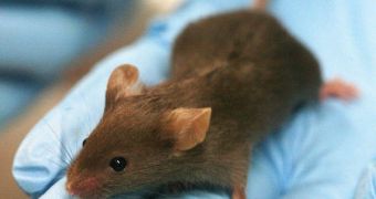 A live, breathing mouse was obtained by injecting a regular embryo with induced pluripotent stem cells