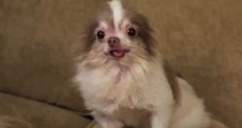 Live Stream: Billy, the Abused Chihuahua, Greets the Public
