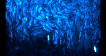Thousands of fluorescent E. coli bacteria make up a biopixel.