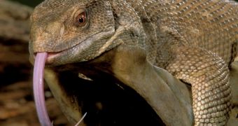 Monitor lizards have unidirectional breathing, researchers at the University of Utah determined in a new study