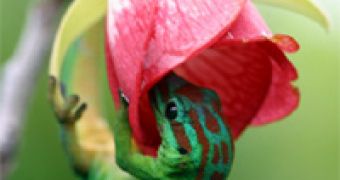 Day gecko (Phelsuma) eating nectar from a flower