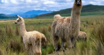 Swedish sheep might soon be kept safe from wolves by llamas