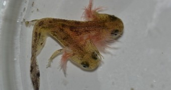 Lo and Behold, a Two-Headed Salamander Tadpole
