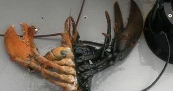 Rare bi-colored lobster was caught near Maine (click to see in full)