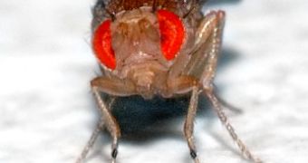 Drosophila melanogaster fly