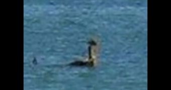Nessie is spotted in Magnetic Island, Australia