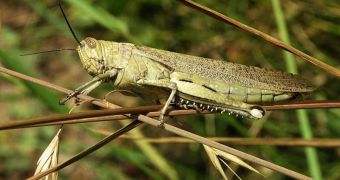 Locusts use a single structure to capture, amplify and analyze sounds