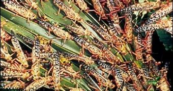 Locusts infestation threatens Madagascar's food security
