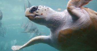Loggerhead turtles can distinguish the smell of mud when in the water