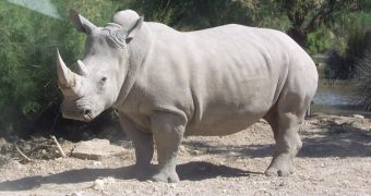 Rhino dung is available on auction site eBay