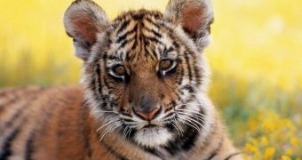 Three Sumatran tiger cubs were born at London Zoo this past Monday