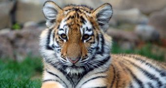 London Zoo announces the birth of a Sumatran tiger cub