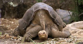 Lonesome George will be stuffed, put on display at the American Museum of Natural History in NYC