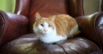 Missing cat was reunited with his family after eight years