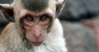Study conducted on monkey reveals no side-effect for long-term exposure to ADHD drugs