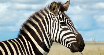 Zebras in Africa found to travel over distances of up to 500 kilometers (over 300 miles)