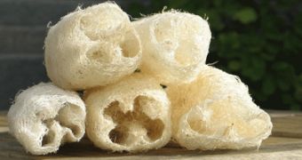 Researchers say loofahs can be used to make microbial fuel cells