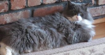 Missing cat returns home after three years