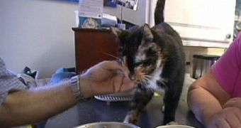 Cat walks 190 miles to be reunited with its owners