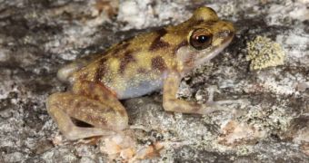 New frog species discovered in Australia