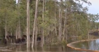 Trees disappear in Louisiana sinkhole