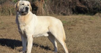 Labrador Retriever (not pictured) helps search party find his dead owner's body