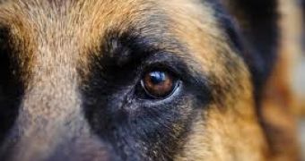 A German Shepherd saves its owner, stops her from shooting herself