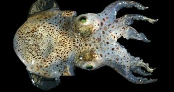 Luminescent Squid Uses Cloaking to Escape Predators