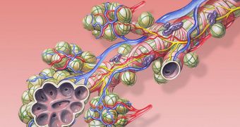 Bronchial anatomy detail of alveoli and lung circulation