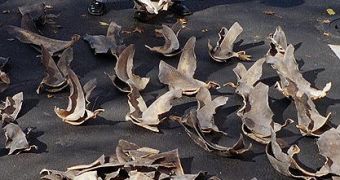National Oceanic and Atmospheric Administration agent counting confiscated shark fins