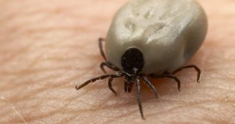 Lyme disease is a major health problem in the US, the CDC says