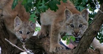 Lynx kittens are now on display at Cheyenne Mountain Zoo in Colorado Springs, US