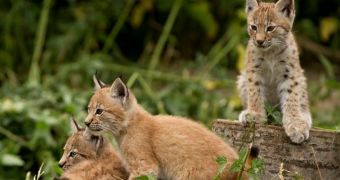 Lynx triplets make their public debut at zoo in England