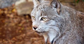 Lynx populations in the Balkans will soon go extinct