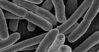 An E. coli culture