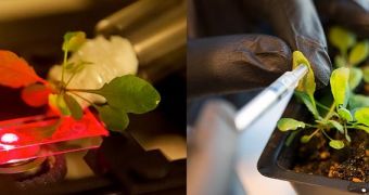 MIT researchers develop new method of boosting photosynthesis rates in living plants