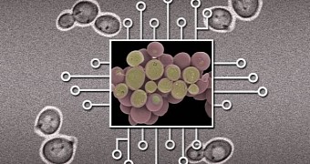 MIT Finally Invents Practical Biological Circuits