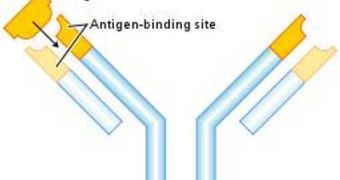 Each antibody binds only one specific antigen