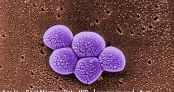 MRSA Can Be Destroyed Before It Develops