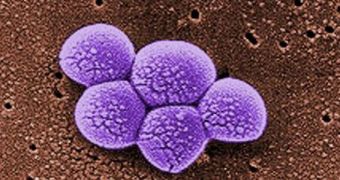 This colorized SEM image shows a small MRSA colony