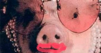 The MSN Messenger kissing pig