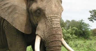 “Mad” Elephant in Nepal Kills 4, Villagers Now on the Hunt for the Animal