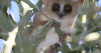Madagascar creates new natural park, helps protect various lemur species