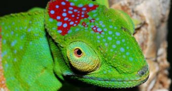 This is a new species of chameleon, found in Madagascar